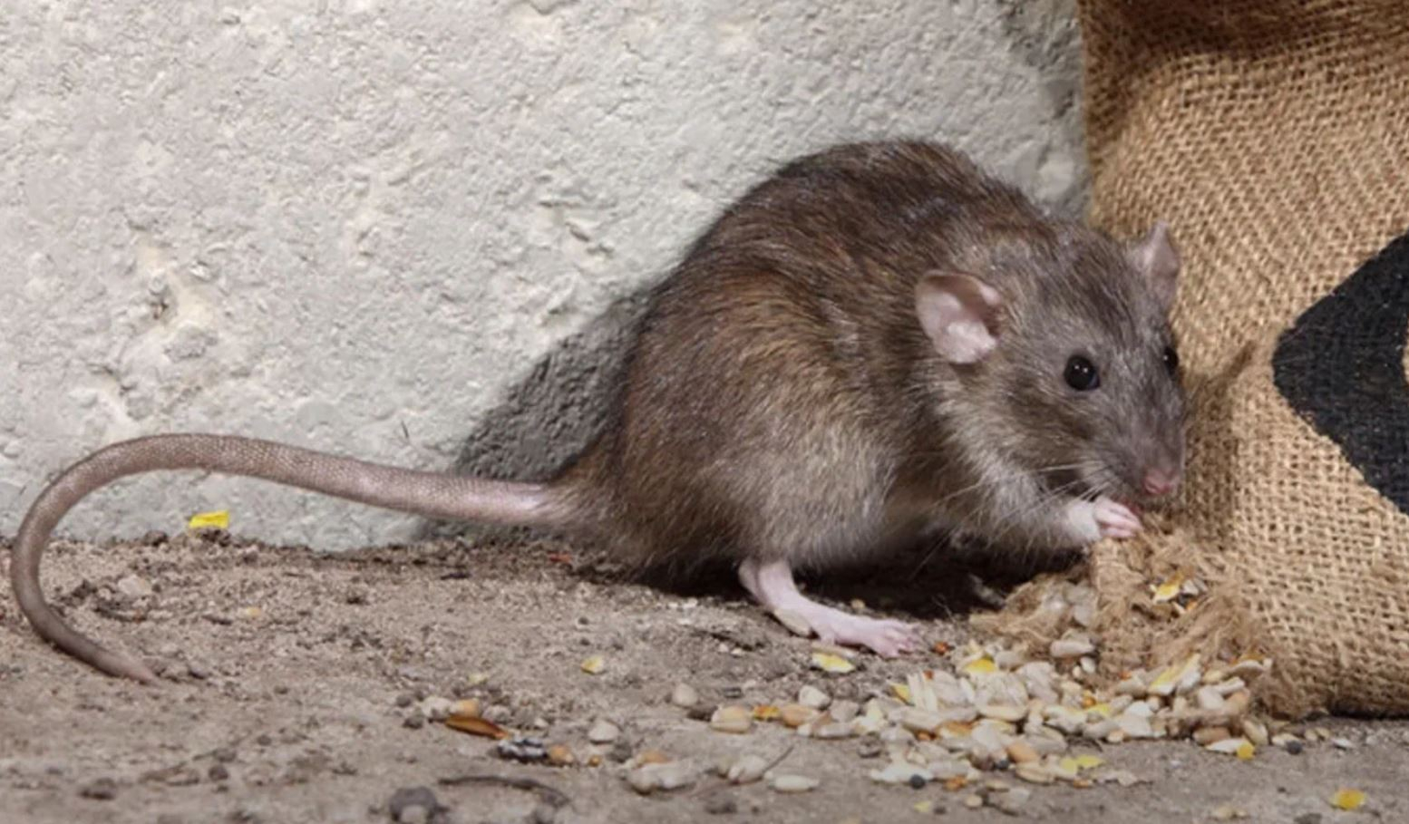 фото: Профессиональная дератизация в Артеме: <br/>+7-909-173-42-96