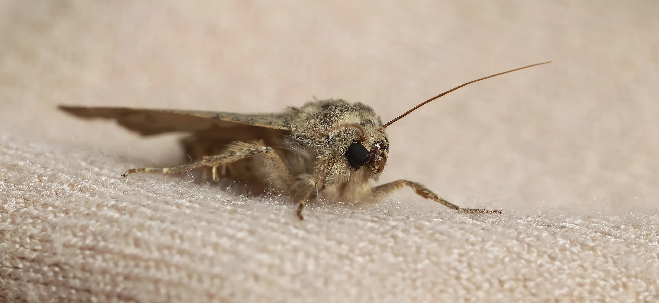 фото: Профессиональная обработка от моли в Артеме: <br/>+7-909-173-42-96